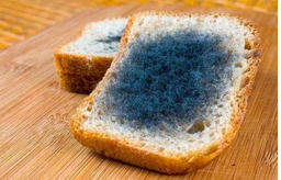 黃曲霉毒素對(duì)人體有哪些危害？