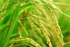 糧食重金屬檢測(cè)儀多少錢(qián)一臺(tái)？