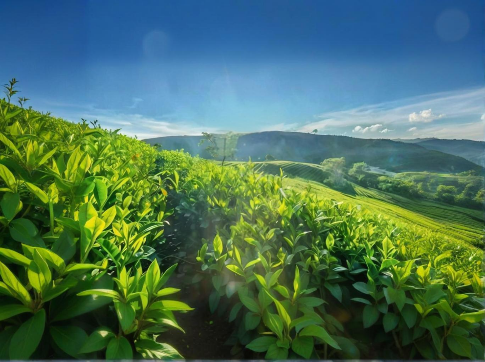 荼葉生產(chǎn)地配置了萊恩德農(nóng)藥殘留檢測(cè)儀，提升茶葉銷售市場