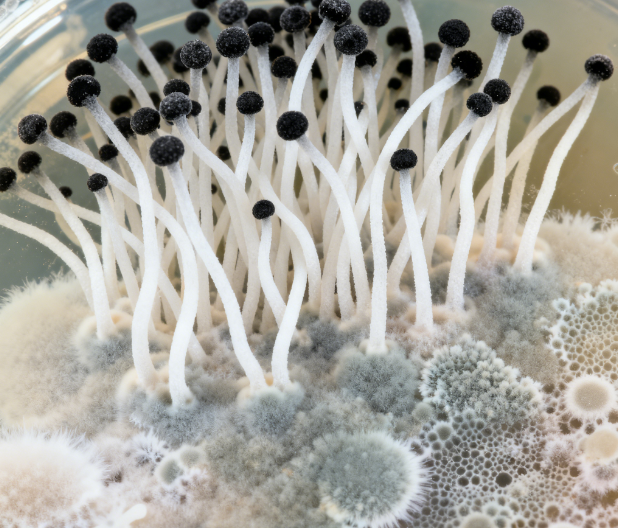 飼料原料冬季儲(chǔ)存風(fēng)險(xiǎn)升級(jí)，熒光定量真菌毒素檢測(cè)儀功能顯優(yōu)勢(shì)