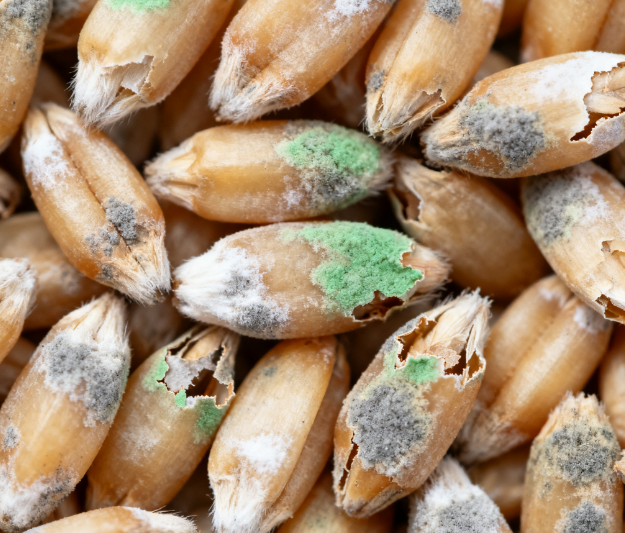 真菌毒素檢測儀